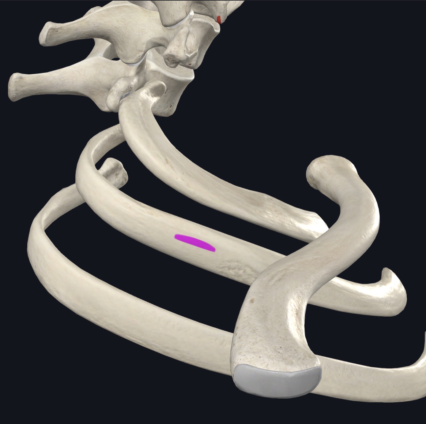 <p>External border of 2nd rib</p>