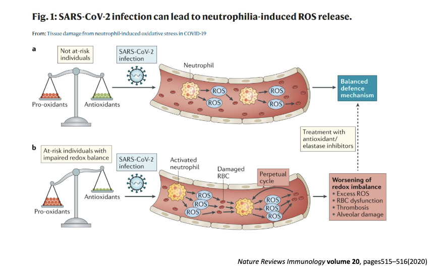 <p>when extracellular trap is formed:</p><p>-cause tissue pathology when there is too much</p><p>there is a balance</p>
