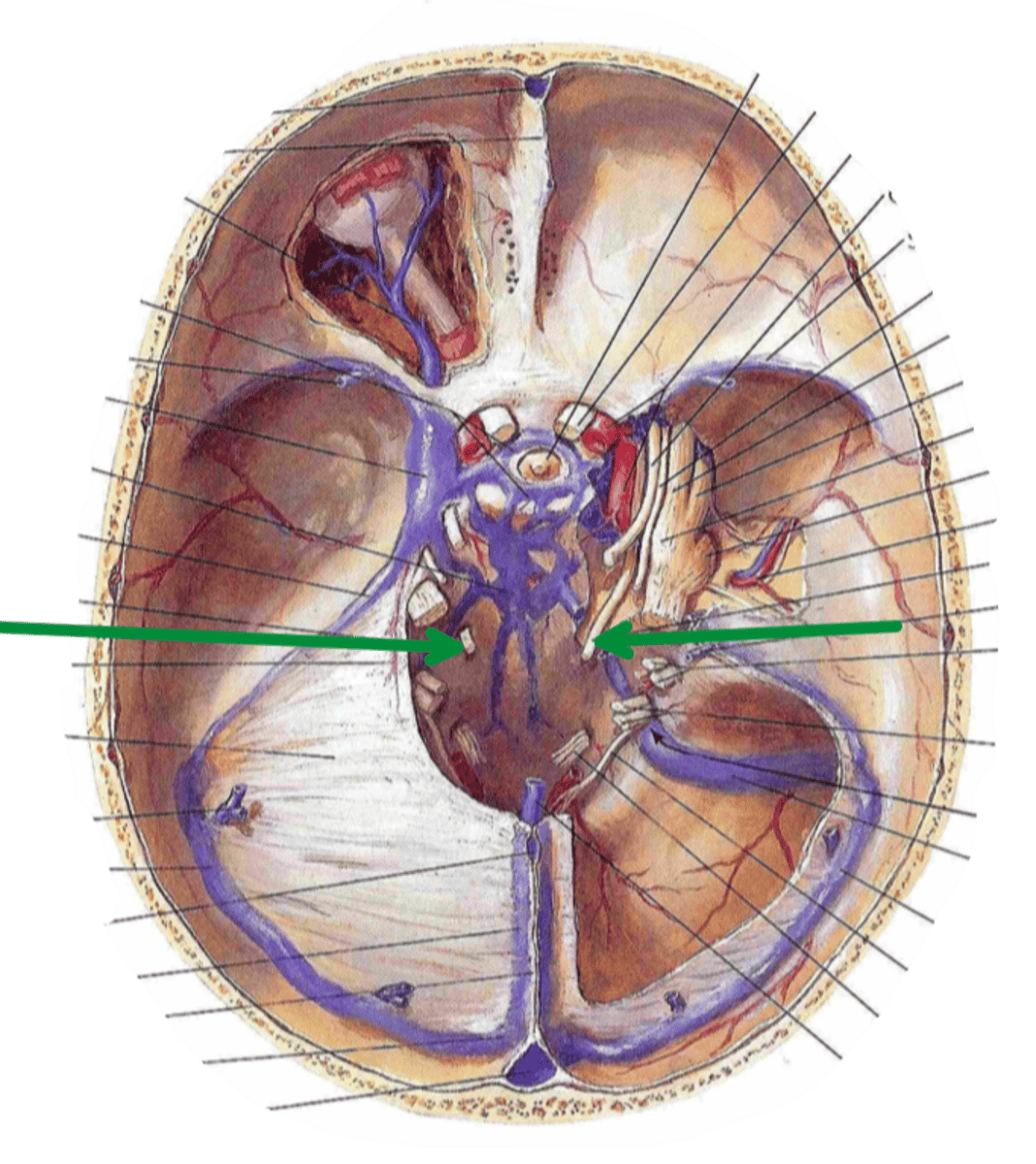 <p>Identify the structure indicated by the arrow</p>