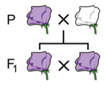 <ul><li><p>Mendel reciprocally crossed true breeding plants (purple and white)</p></li><li><p>Reciprocal cross: pollen is transferred between plants, with each one giving and receiving </p><ul><li><p>Parent (P) generation: first set of plants crossed </p></li><li><p>F<sub>1</sub>generation: offspring of P generation </p></li><li><p>F<sub>1</sub> generation were <strong><u>monohybrids</u></strong>: offspring of two individuals that differ in a single trait </p></li></ul></li></ul><p></p>