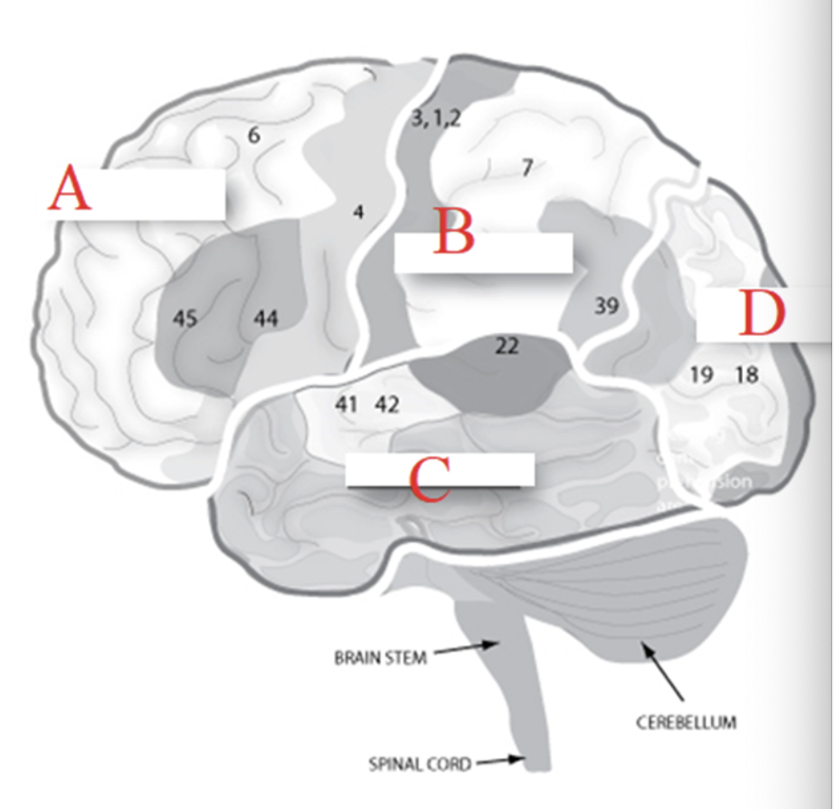 <p>B</p>
