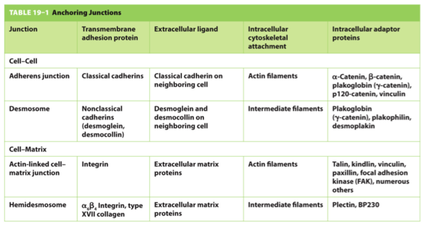<p>At alle forankringskontakter bygger på <strong>transmembrane adhæsionsproteiner</strong>, ekstracellulære ligander og intracellulære adaptorproteiner koblet til cytoskelettet.</p>