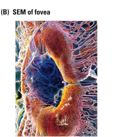 <p><span>allow light more direct access without as much scattering</span></p>