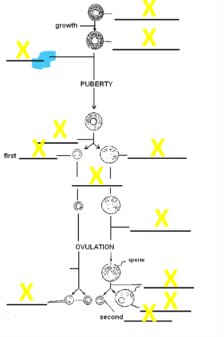 <p>Name the stage of development </p>