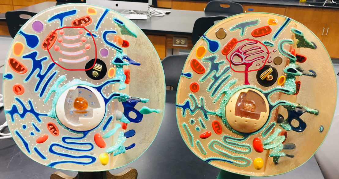 <p>packages and ships membrane-bound proteins</p>