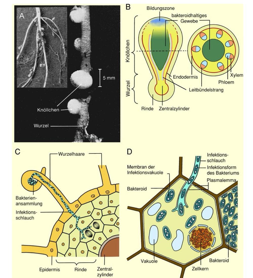 <ul><li><p>Bakterien leben in Symbiose mit Fabaceae</p></li><li><p>Rhizobium: fixiert Luftstickstoff, wandelt in von Pflanze verwertbare Stickstoffverbindungen um </p></li><li><p>Pflanze: liefert Nährstoffe für Wachstum der Bakterien, Energie für N-Fixierung </p></li></ul><p></p>