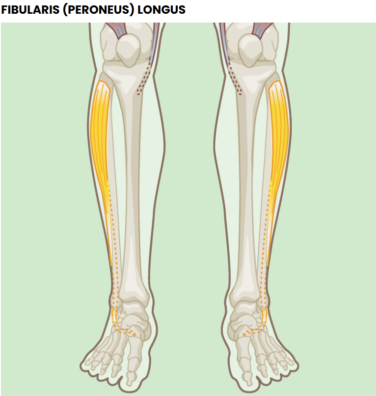 <p>What is the Concentric function of the Fibularis (Peroneus) Longus?</p>
