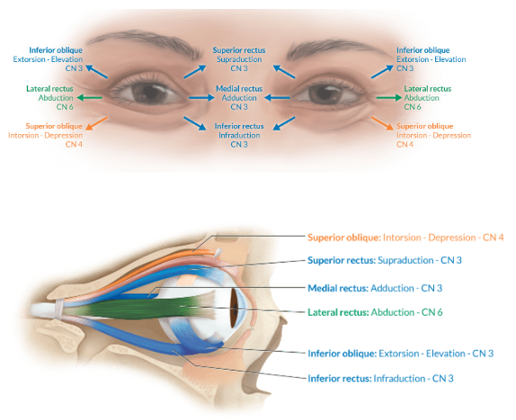 knowt flashcard image