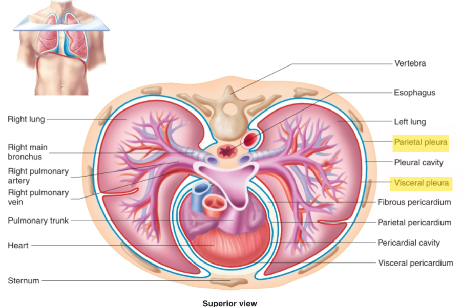 <p><span>The double-layered membrane around the lungs.</span></p>