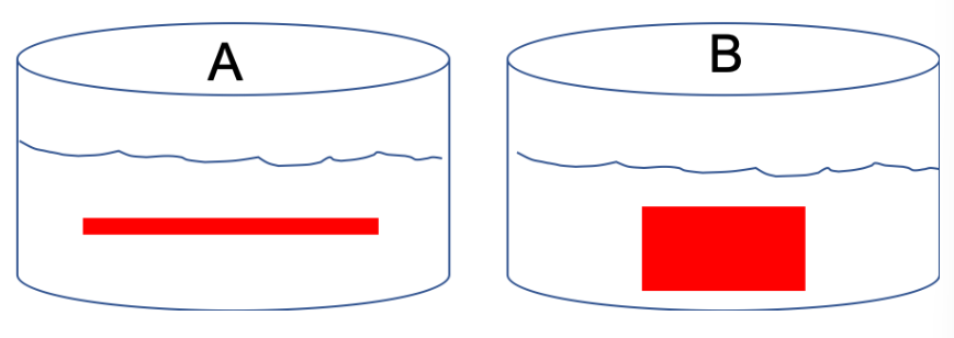 <p><span>Suppose two dialysis bags (like what we used in lab 4) were filled with <u>equal volumes and equal concentrations</u> of a red dye called phenol red. Although the amount and concentrations of the dye solution are the same, the overall shape of the bags differ (see image below) due to the width of the tubing used to make the bag.</span><br></p>