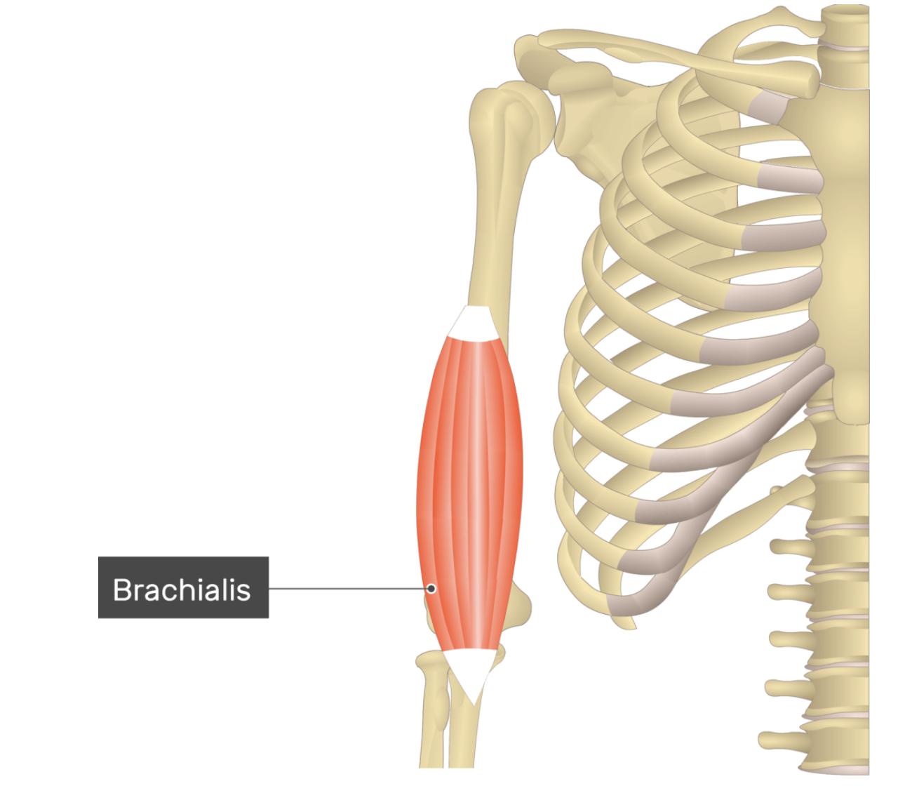 <p>Brachialis </p>