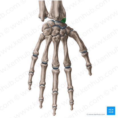 <p>A process projecting distally from the lateral margin of the radius.</p>