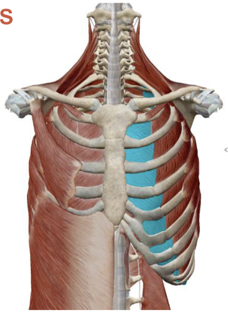 <p>Internal Intercostals Origin </p>