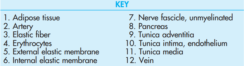 <p>Small Artery, Vein, and Nerve, x.s., <strong>Pancreas</strong></p>