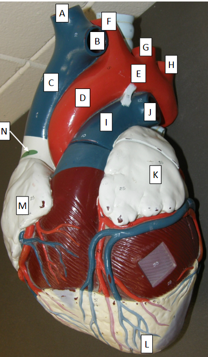 <p>Label L</p>