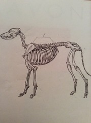 <p>Which region of the vertebral column</p>
