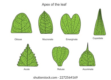 <p>broader, clearer, and often slightly deeper notch at the tip (as opposed to refuse); the indentation looks more pronounced, as though a distinct piece of the apex was removed</p>