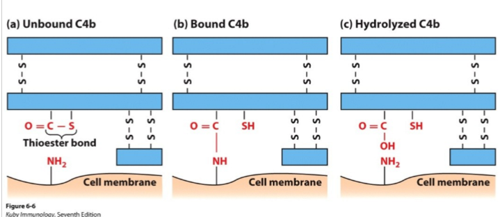 <p>= tijdens klassieke route complementsysteem: ter vorming van C3 convertase</p><ol><li><p>knippen C4: breken thioesterbinding </p></li><li><p>radicalen die even ontstaan</p><ol><li><p>binden snel aan celmembraan (als bv bacterie in de buurt is)</p></li><li><p>geneutraliseerd door water (geen bacterie in de buurt)</p></li></ol></li></ol><p></p>