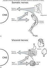 <p>Neurons that carry info to the CNS.</p>