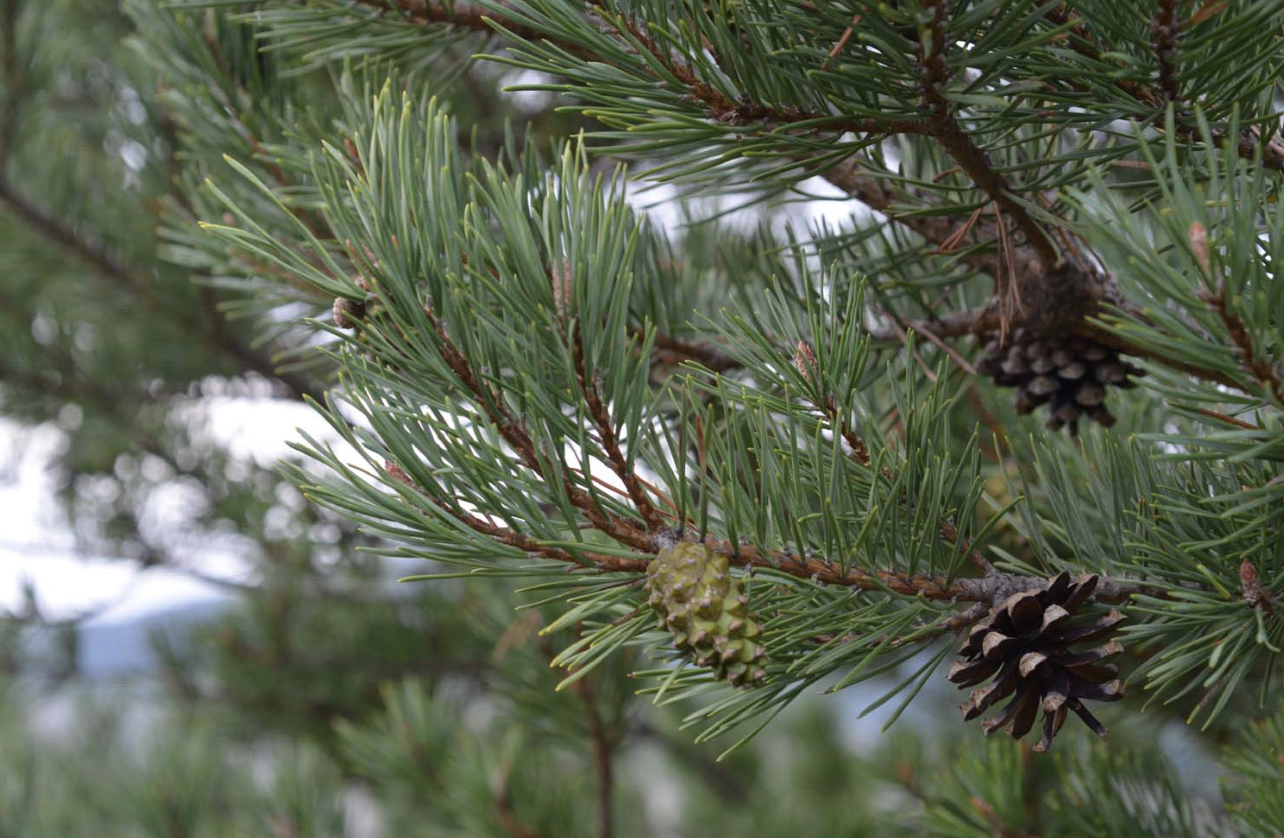 <p>Pinus sylvestris</p>