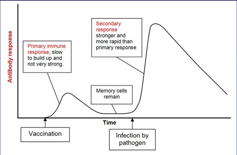 <p>After the vaccine is administered</p><ul><li><p>the Primary immune response kicks in and the memory cells remain</p></li></ul><p>After infected by the pathogen </p><ul><li><p>Secondary response occurs</p></li></ul><p></p><p></p>