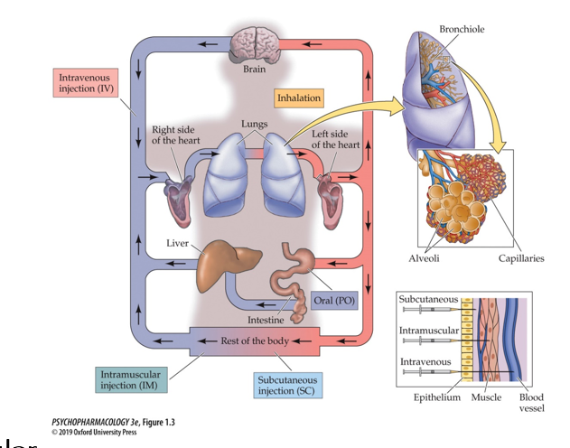 <ul><li><p><span>Oral</span></p></li><li><p><span>Rectal</span></p></li><li><p><span>Intravenous</span></p></li><li><p><span>Intramuscular</span></p></li><li><p><span>Intraperitoneal</span></p></li><li><p><span>Subcutaneous</span></p></li><li><p><span>Inhalation</span></p></li><li><p><span>Topical/Transdermal</span></p></li><li><p><span>Intranasal</span></p></li><li><p><span>Epidural</span></p></li><li><p><span>Intracerebroventricular</span></p></li><li><p><span>Gene Therapy (Viral Vectors)</span></p></li></ul><p></p>