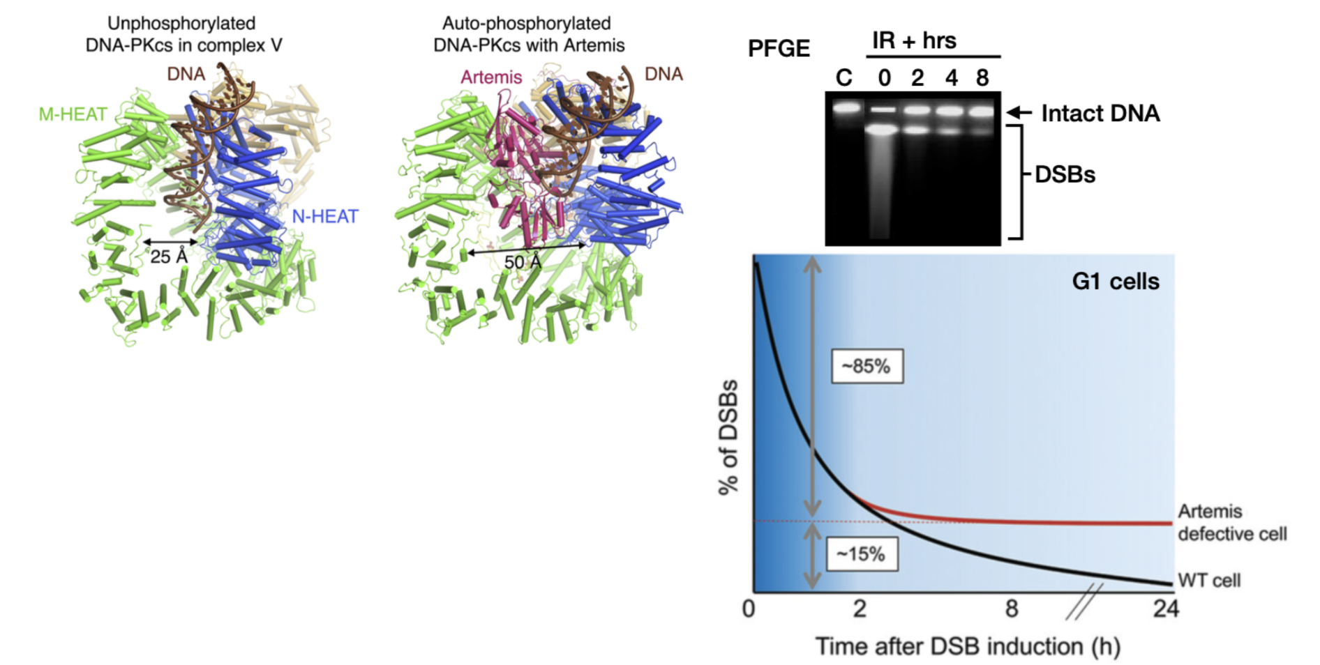 <p>Binds to phosphorylated (active) DNA-PK to cleave DNA hairpins and overhangs</p><p>Fast repair component is Artemis independent, but slow repair depends on Artemis (15% breaks persist in Artemis deficient cells)</p><ul><li><p>heterochromatin/damaged ends with hairpin-like configurations may necessitate an involvement with Artemis</p></li></ul><p></p>