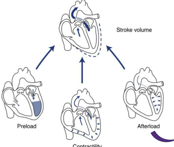 <p>preload: the degree of <strong>myocardial stretch</strong> at the end of diastole, directly proportional to <strong>EDV</strong> (described by <strong>Frank-Starling Law</strong>), </p><ul><li><p>affecting factors: venous return and rate of filling after diastolic phase</p></li></ul><p>afterload: the <strong>pressure</strong> <strong>against</strong> which the <strong>ventricle</strong> must <strong>contract</strong> to <strong>eject</strong> blood</p><ul><li><p>affecting factors: systemic vascular resistance (<strong>SVR</strong>) and pulmonary vascular resistance (<strong>PVR</strong>)</p><ul><li><p>vascular resistance: <strong>force</strong> that <strong>opposes</strong> <strong>flow</strong> of blood thru circulatory system</p></li></ul></li></ul><p>contractility: <strong>intrinsic</strong> <strong>strength</strong> of <strong>myocardial</strong> <strong>contraction</strong> (force with which ventricular ejection occurs)</p><ul><li><p>affecting factor: <strong>autonomic</strong> <strong>innervation</strong></p></li></ul><p></p>