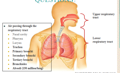 <p>Most of the Respiratory tract is lined with ciliated pseudostratified columnar tissue</p><ul><li><p>Cilia move mucous and trapped particles toward the pharynx and into the digestive tract</p></li><li><p>Larynx: composed of 9 pieces of cartilage: connects the laryngopharynx with the trachea (the “windpipe”). prevents food and water from entering the lower respiratory system</p></li><li><p>Resonating chamber</p></li></ul><p>Epiglottis: flap of elastic cartilage covered with a mucus membrane, attached to the root of the tongue. </p><ul><li><p>guards the entrance of the glottis, the opening between the vocal folds.</p></li><li><p>As air passes from the laryngopharynx into the larynx, it leaves the upper respiratory tract and enters the lower respiratory tract.</p></li></ul><p></p>