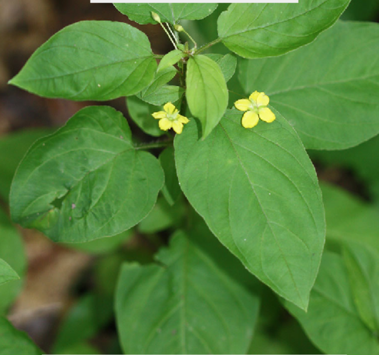 <p>Lysimachia ciliata</p>