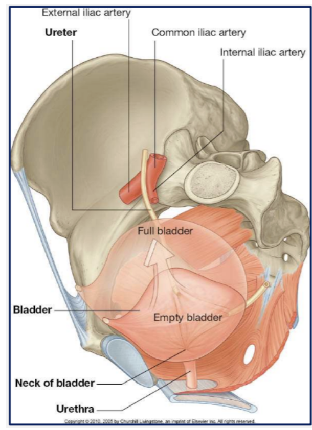 <p><span>In adults the empty bladder sits anteriorly in the lesser pelvis inferior to the peritoneum. </span></p><ul><li><p><span>When full, it extends superiorly in the extraperitoneal fat of the anterior body wall.</span></p></li></ul><p></p>