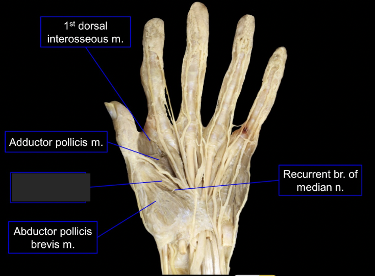 <p>what is this tagged area? What is the muscles, origin, insertion, innervation, and main actions? </p>