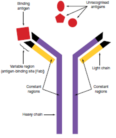 <ul><li><p>variable region - site where specific antigen binds. on an antibody, the variable region on each arm is the same.</p></li></ul><p></p><ul><li><p>constant regions - </p></li></ul><p></p>