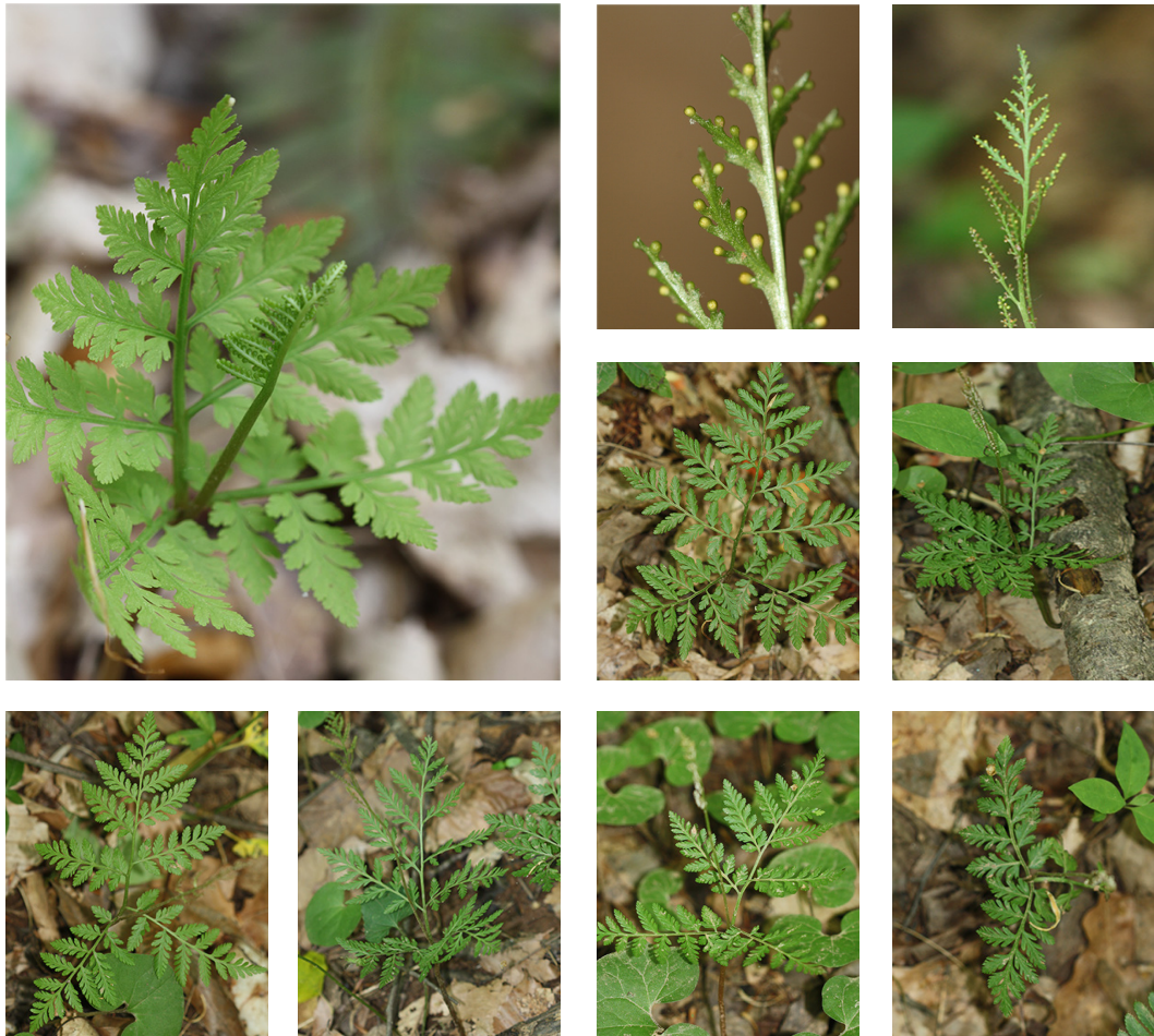 <p>Ophioglossaceae</p><p>more dissected than dissectum</p>