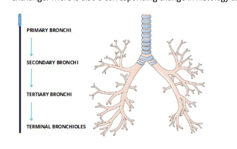 <ul><li><p>characterized by bronchi dividing into smaller and smaller tubes </p></li></ul><p></p>