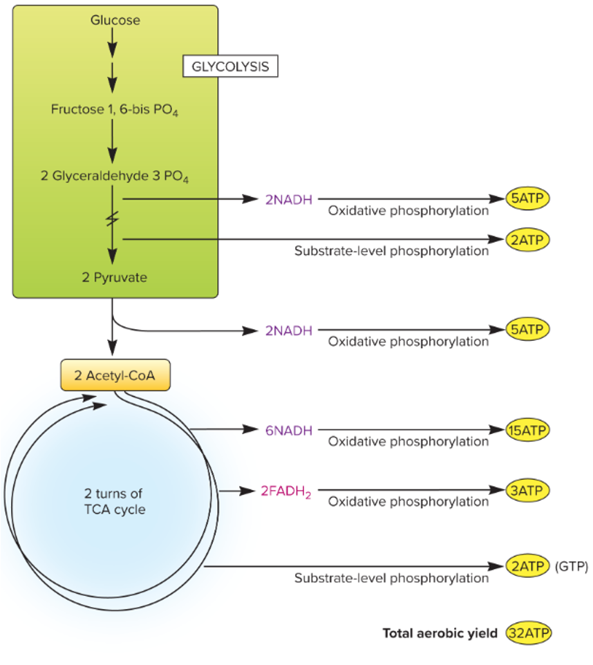 <p>yes and this also includes P/O ratios of NADH (2.5) and FADH2 (1.5)</p>