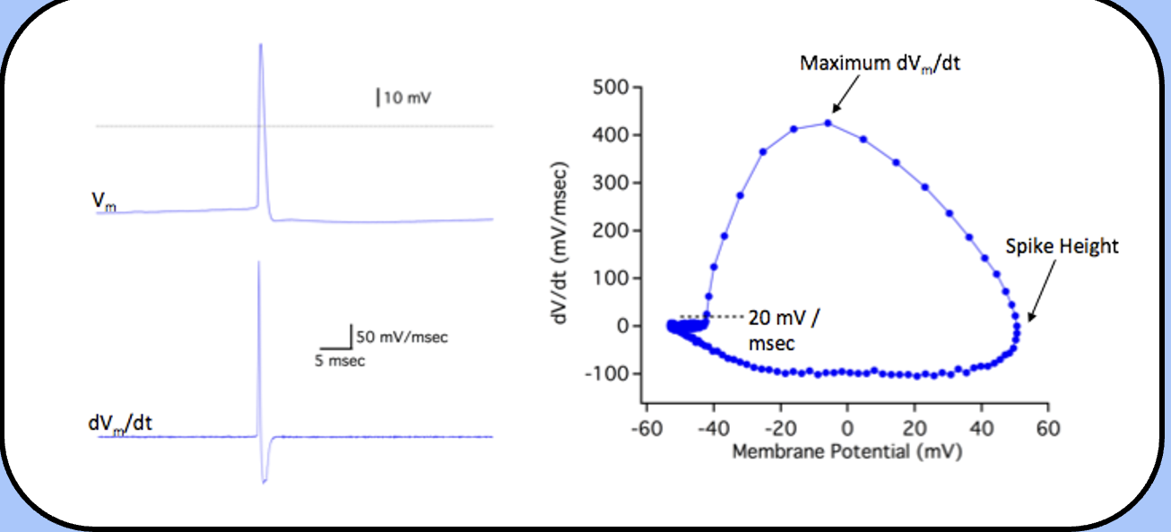 <p><span style="font-family: "Helvetica Light";">the voltage where the </span><span>dV</span><span style="font-family: "Helvetica Light";">/dt crosses 20 mV / msec is usually defined as <em><u>threshold</u></em>, the “top of the circle” is the <em><u>maximum dV/dt</u></em>, and the right-most side of the circle is the <em><u>spike height</u>.</em></span></p>