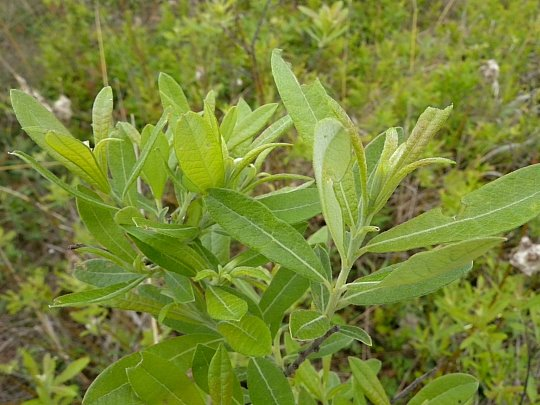 <p>Native to AR</p><p>prairies, dry forests, glades</p><p>shrubs</p><p>lower leaf surface lighter</p><p>wavy margins</p>