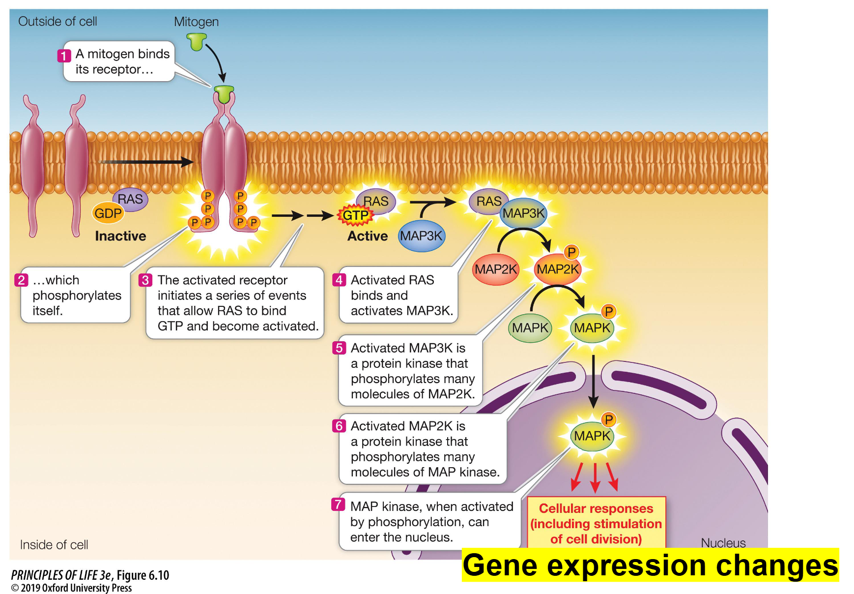 <ul><li><p><span style="line-height: 1.15;"><strong>Reception:</strong> A <strong>mitogen</strong> (the ligand) binds to its specific receptor on the cell surface</span><span>.</span></p></li><li><p><span style="line-height: 1.15;"><strong>Activation:</strong> This binding causes the receptor to <strong>phosphorylate itself</strong>, which initiates a series of events that allow a protein called <strong>RAS</strong> to bind GTP and become active</span><span>.</span></p></li><li><p><span style="line-height: 1.15;"><strong>The Cascade (Phosphorylation):</strong> Activated RAS binds to and activates <strong>MAP3K</strong></span><span>.</span></p><ul><li><p><span style="line-height: 1.15;">MAP3K is a kinase that <strong>phosphorylates</strong> many molecules of <strong>MAP2K</strong>, activating them</span><span>.</span></p></li><li><p><span style="line-height: 1.15;">Activated MAP2K then phosphorylates many molecules of <strong>MAP kinase (MAPK)</strong></span><span>.</span></p></li></ul></li><li><p><span>T</span><span style="line-height: 1.15;"><strong>he Response:</strong> Once MAPK is activated by phosphorylation, it can enter the <strong>nucleus</strong></span><span>. </span></p></li><li><p><span style="line-height: 1.15;">Inside the nucleus, it triggers <strong>gene expression changes</strong> that lead to cellular responses, such as stimulating <strong>cell division</strong></span></p></li></ul><p></p>