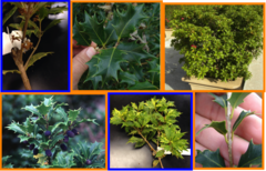 <p>Osmanthus heterophyllus</p>