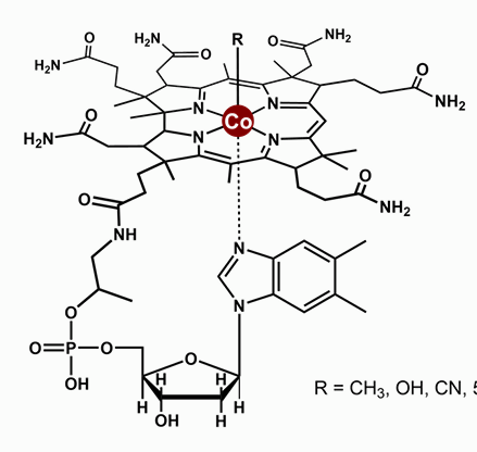 <p>B12 = Cobalt + Corrin</p><p>Cobalamin is a coenzyme – group transfer reagent (e.g. CH3+)</p><p>(No need to memorize the structure just recognise it)</p>