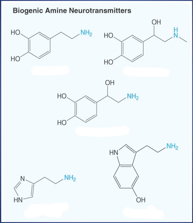 <p>What are the biogenic amine neurotransmitters?</p>