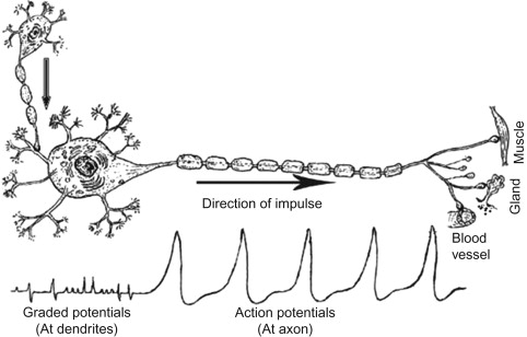 <p>Graded potential</p><ul><li><p>short distance signals</p></li><li><p>depolarization and hyperpolarization</p></li><li><p>decays with distance from source</p></li><li><p>magnitude depends on strength of stimulus</p></li><li><p>no refactory period</p></li><li><p>a stimulus acts on a neuron, causing graded potential where ligand gated channels open and ions enter, this ion movement (if strong enought) reaches a threshold and action potential starts</p></li></ul><p></p><p>Action Potential</p><ul><li><p>long distance</p></li><li><p>all or nothing; constant magnitude w/o losing strength</p></li><li><p>does not decay</p></li><li><p>absolute refactory and relative refactory period</p></li></ul><p></p>