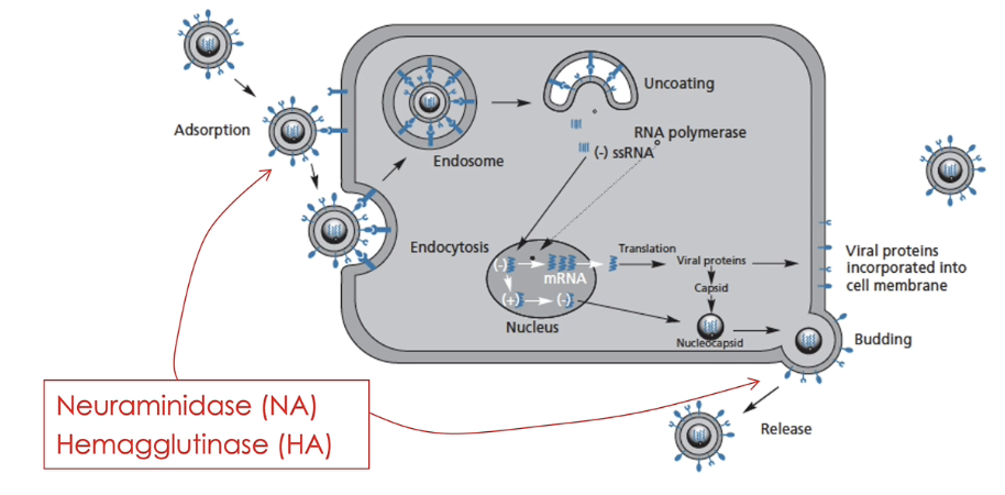 <ul><li><p>influenza → airborne virus causing respiratory disease </p></li><li><p>mechanism of action </p><ul><li><p>prevents docking, cellular uptake and spreading of the virus </p></li><li><p>blocks protease enzymes of the virus: neuraminidase (NA) and hemagglutinase (HA), which are responsible for the lysis of mucus, allowing the virus to reach epithelial cells (NA), access epithelial cells (HA) and budding (NA)</p></li></ul></li></ul><p></p>