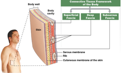 <p>1. superficial fascia</p><p>2. deep fascia</p><p>3. subserous fascia</p>