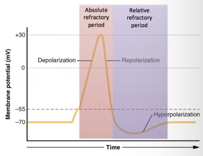 <ul><li><p>When a region of the cell membrane is involved in an action potential (and for a short period afterwards) it can not be stimulated to respond again. </p></li></ul><p>This is important as it: </p><ul><li><p>limits the number of action potentials that a nerve cell can produce in a given time. </p></li><li><p>Prevents the action potential from moving backwards.</p></li></ul><p></p>