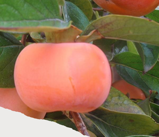<p>What fruit is in the genus Diospyros and acts as a phytobezoar in the stomach and SI causing impactions of the stomach and rumen? It is most hazardous when eaten prior to ripening. Soluble tannins can also be present and crosslink in the stomach mucosal layer, causing an astringent action on the stomach mucosa resulting in ulceration. Signs include severe colic, absence of motility, elevated heart rate, gastric ulceration, and peritonitis. Reddening and ulceration of mucosa can occur. Treatment is with oral mineral oil, mechanical breakup of phytobezoars with an endoscope, and surgical intervention to remove masses.</p>