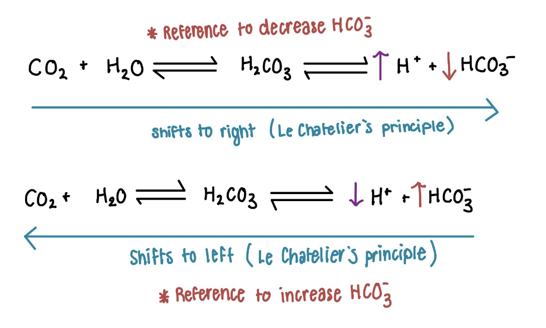 <ul><li><p>Reabsorption</p><ul><li><p>From filtrate back to blood</p></li><li><p>Adds bicarbonate back to the blood</p></li><li><p>Blood pH increases (becomes more basic)</p></li><li><p>Occurs when body needs to correct low blood pH</p></li></ul></li></ul><ul><li><p>Secretion</p><ul><li><p>From blood to filtrate</p></li><li><p>Removes bicarbonate from the blood</p></li><li><p>Blood pH decreases (becomes more acidic)</p></li><li><p>Occurs when body needs to correct high blood pH</p></li></ul></li></ul><p></p>