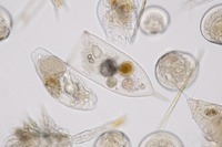 <p><span><strong>very </strong></span>small<span><strong> </strong></span>plants<span><strong> and </strong></span>animals<span><strong> that </strong></span>float<span><strong> on the </strong></span>surface<span><strong> of the </strong></span>sea<span><strong> and on which other </strong></span>sea<span><strong> </strong></span>animals<span><strong> </strong></span>feed:</p><p></p>