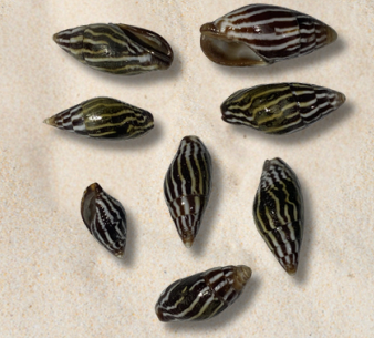 <p>no local name</p>